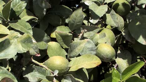 limones verdes colgando de un árbol de limón en una plantación cerca de brawley en el sur de california, estados unidos