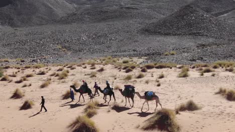 caravan of people and camels or dromedaries in row in morocco desert