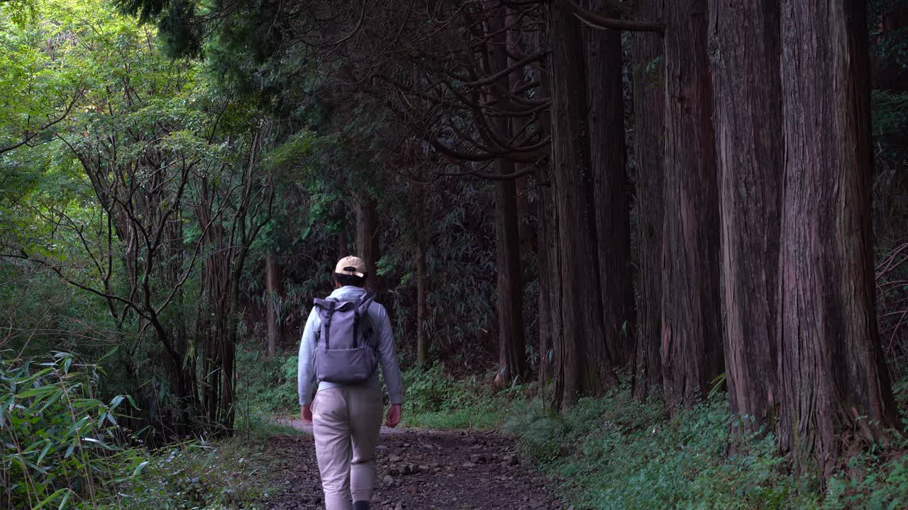 Escursionista che cammina attraverso una foresta con alberi ad alto fusto - inquadratura fissa