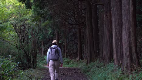 Male-hiker-walking-through-frame-inside-forest-with-high-grown-trees---locked-off