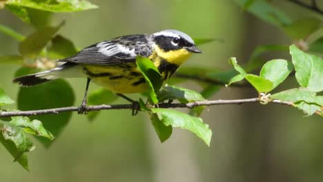 magnolia warbler bird pecking on branch of tree at summer