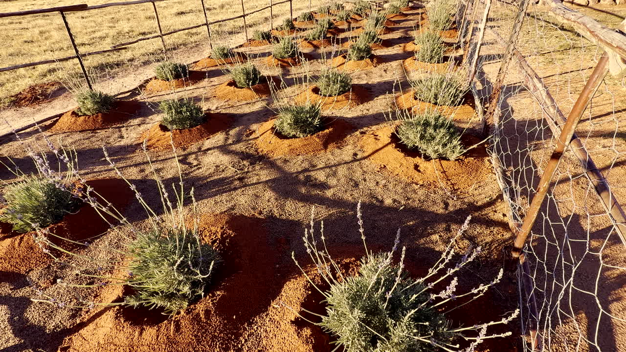Lavender garden at sunrise on dry farm with thriving young plants