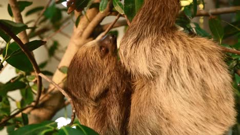 A-Young-Sloth-Hanging-Upside-Down-On-A-Tree-Branch-With-Lush-Green-Leaves