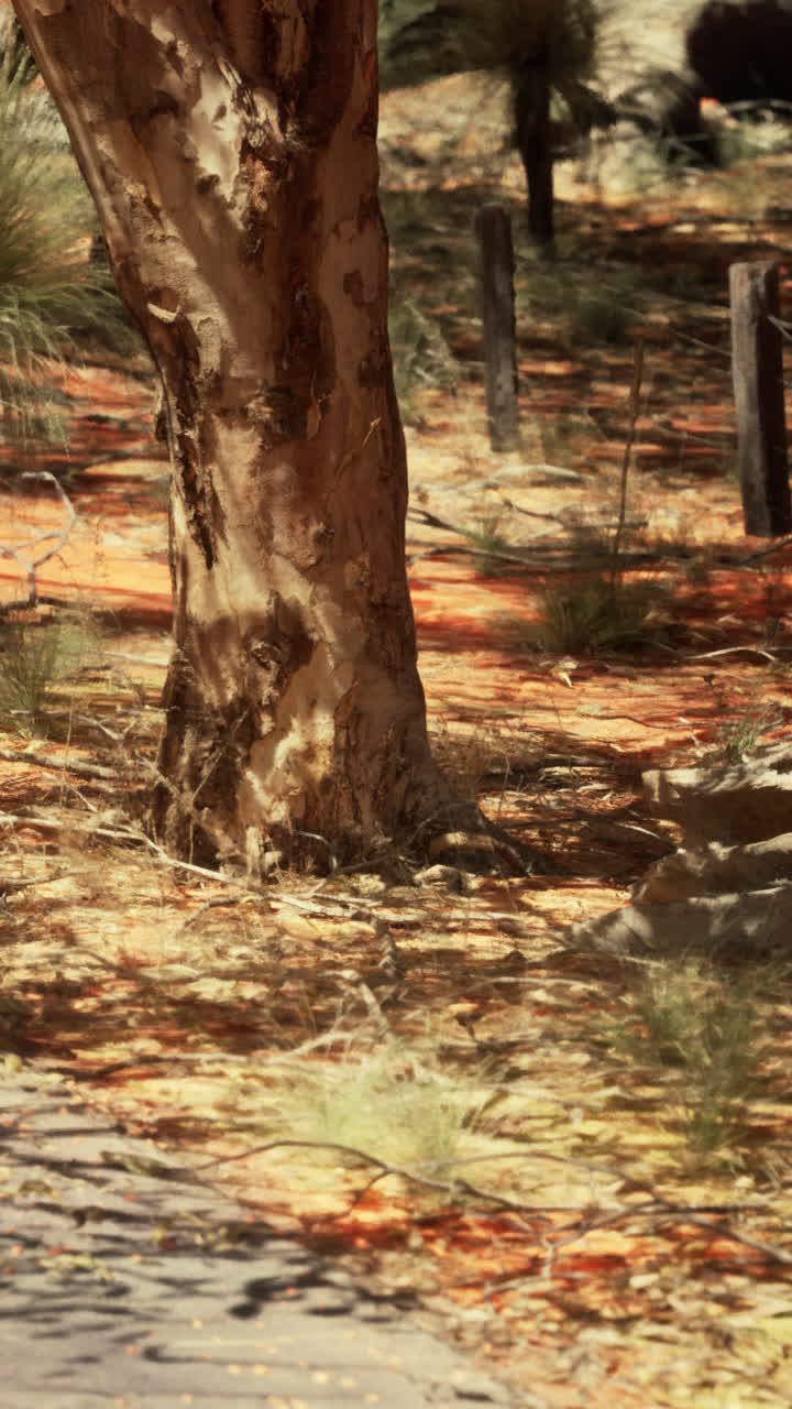 Close-up of a tree trunk in the Australian outback