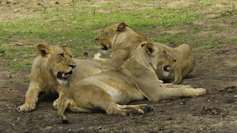 Male-lion-with-two-pregnant-females-lying-down-in-an-open-space-in-savannah