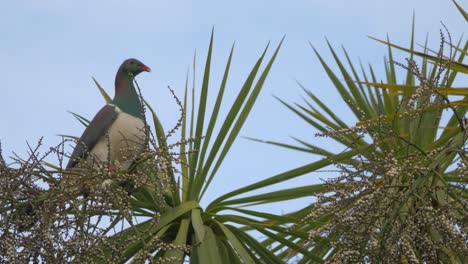 a kereru standing on top of a wood on a fine day - close up shot