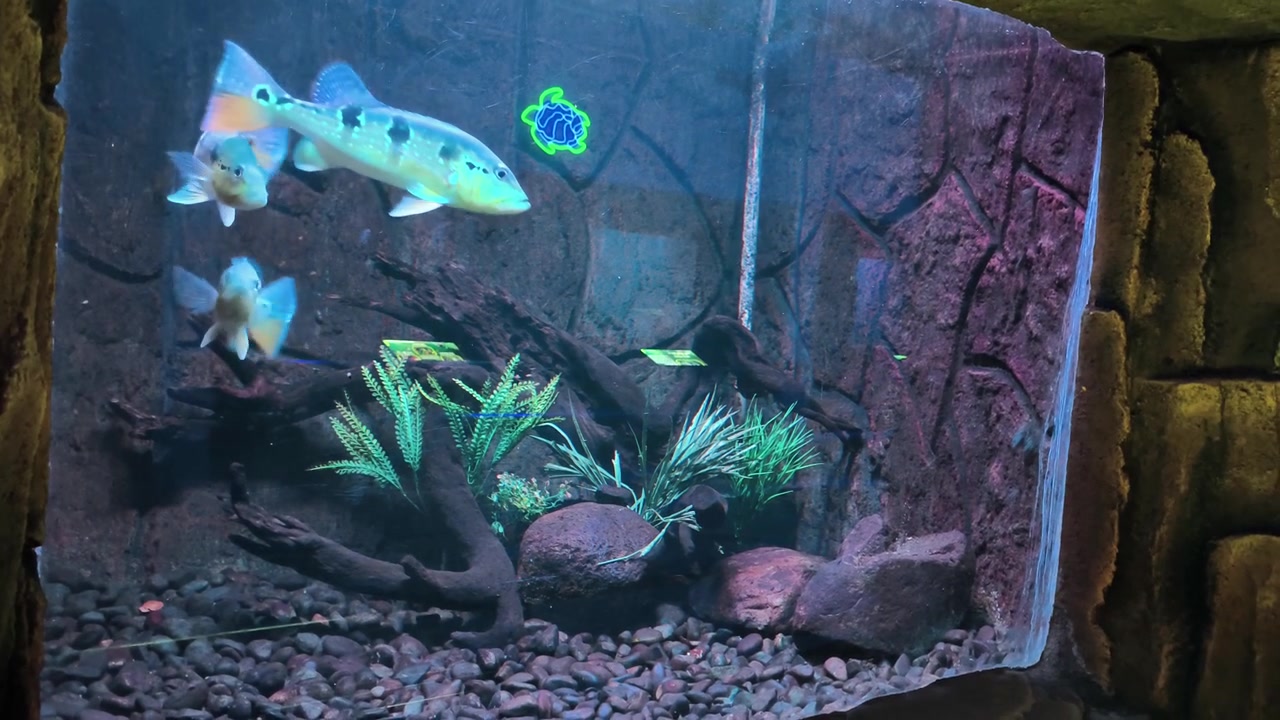 Ikan Peacock Bass Berenang di Akuarium Air Tawar