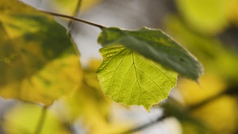 green leaves lit by sunshine at fall