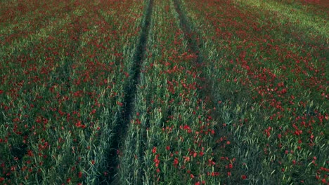 stunning aerial top view flight red poppyfield rural area summer meadow