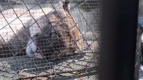 primer plano de un puma dormido detrás de una valla