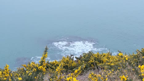 yellow wild flowers at the edge of the cliff with waves crushing beneath on an overcast day in spring, distance