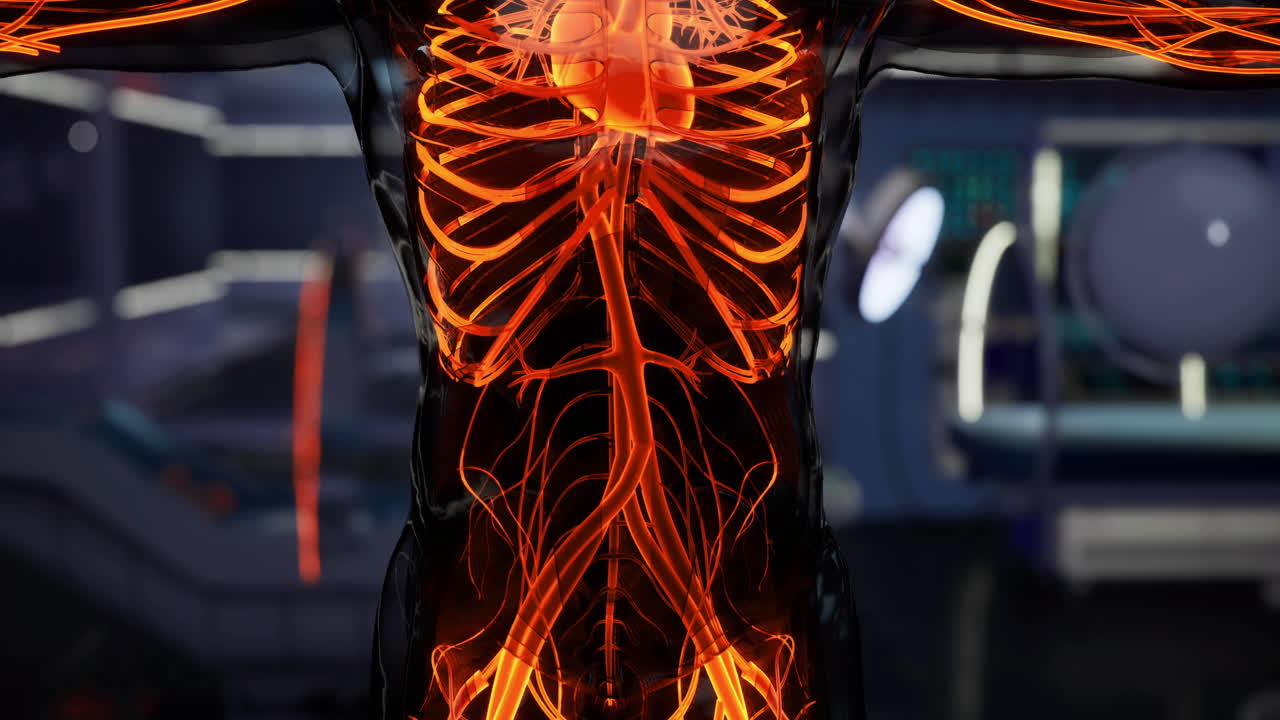 Detailed view of human blood vessels showcasing the circulatory system