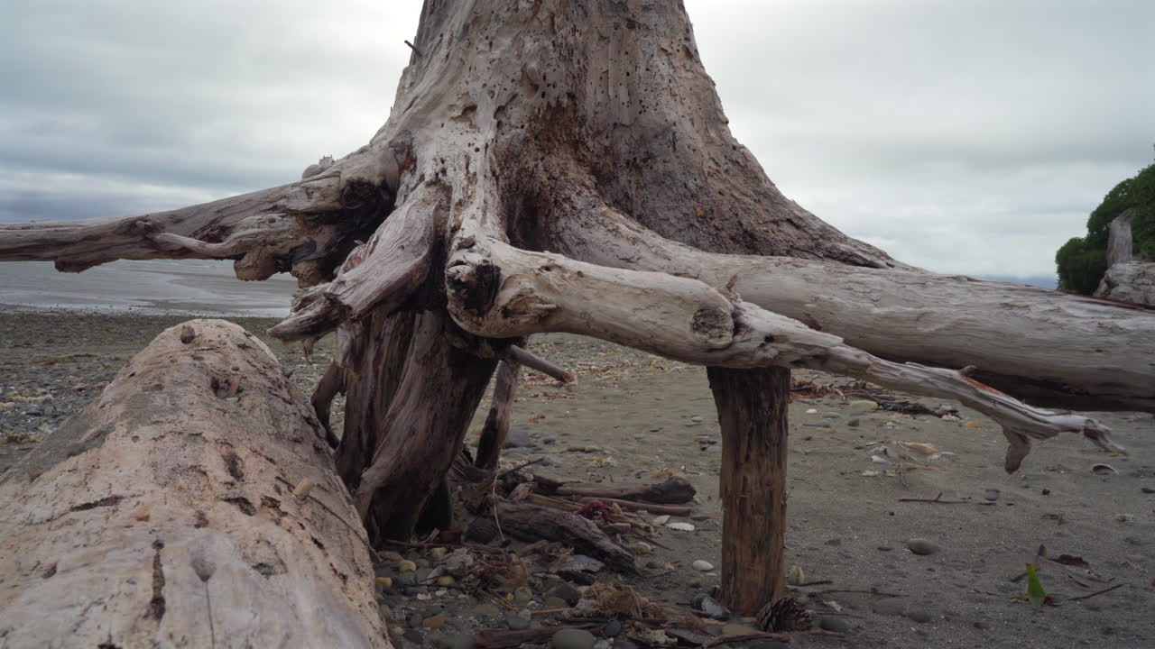 뉴질랜드 태즈매니아의 모래 해변에서 떠다니는 나무가 죽은 나무의 모션 스