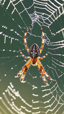 close-up of a spider on a dew-kissed web