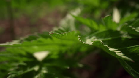 Green-bush-leafs-blossoming-in-warm-forest-in-closeup.-Amazing-green-leafs.