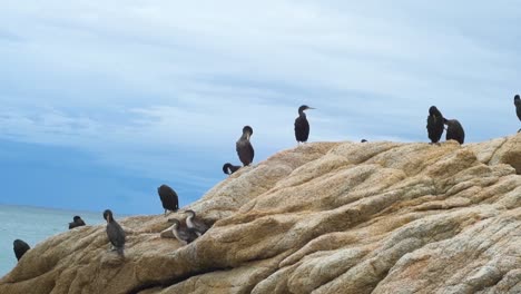 Grupo-De-Cormoranes-Encaramados-En-Las-Rocas-De-La-Costa-Con-Un-Hermoso-Cielo-Azul-En-El-Fondo