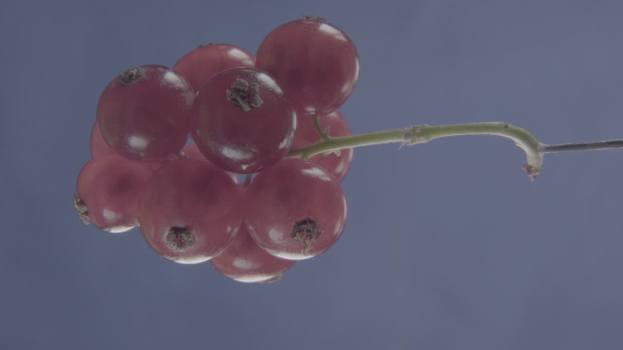 크로마 키를 위한 푸키아 스크린에 루프로 회전하는 은 크로란트