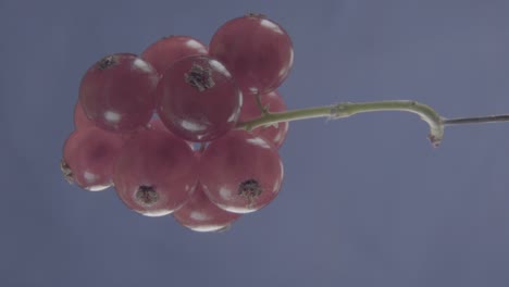 grosella roja girando con bucle en la pantalla de fucsia para la llave de croma