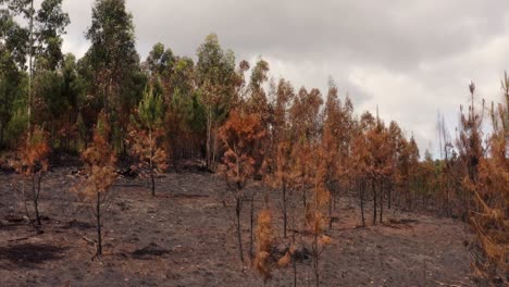 shot of a burned forest