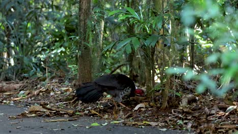 an australian brush turkey searches through leaf litter for food in a shaded rainforest understory, captured in a steady, natural daylight wide shot
