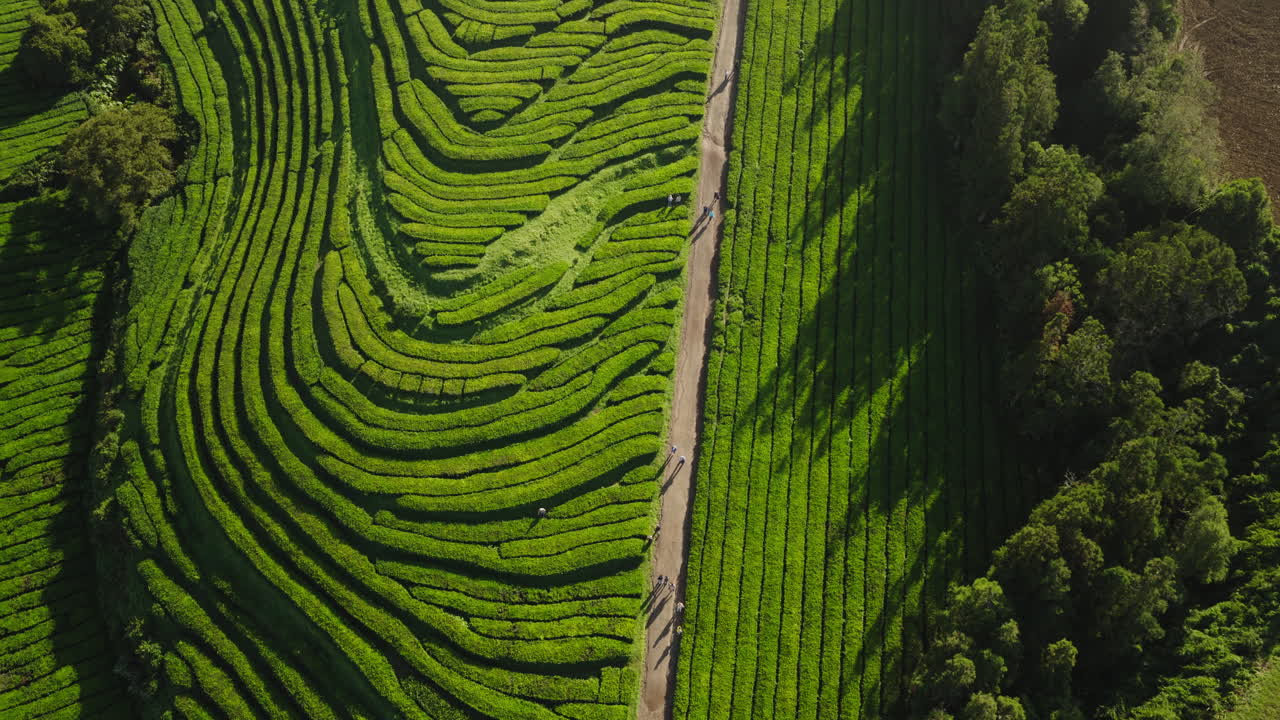 Vista aerea di una piantagione di tè verde con persone che camminano su un sentiero.