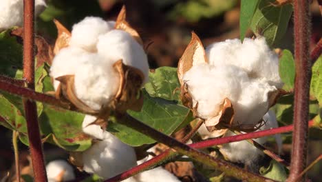 extreme close up of cotton growing in a field in the mississippi river delta region