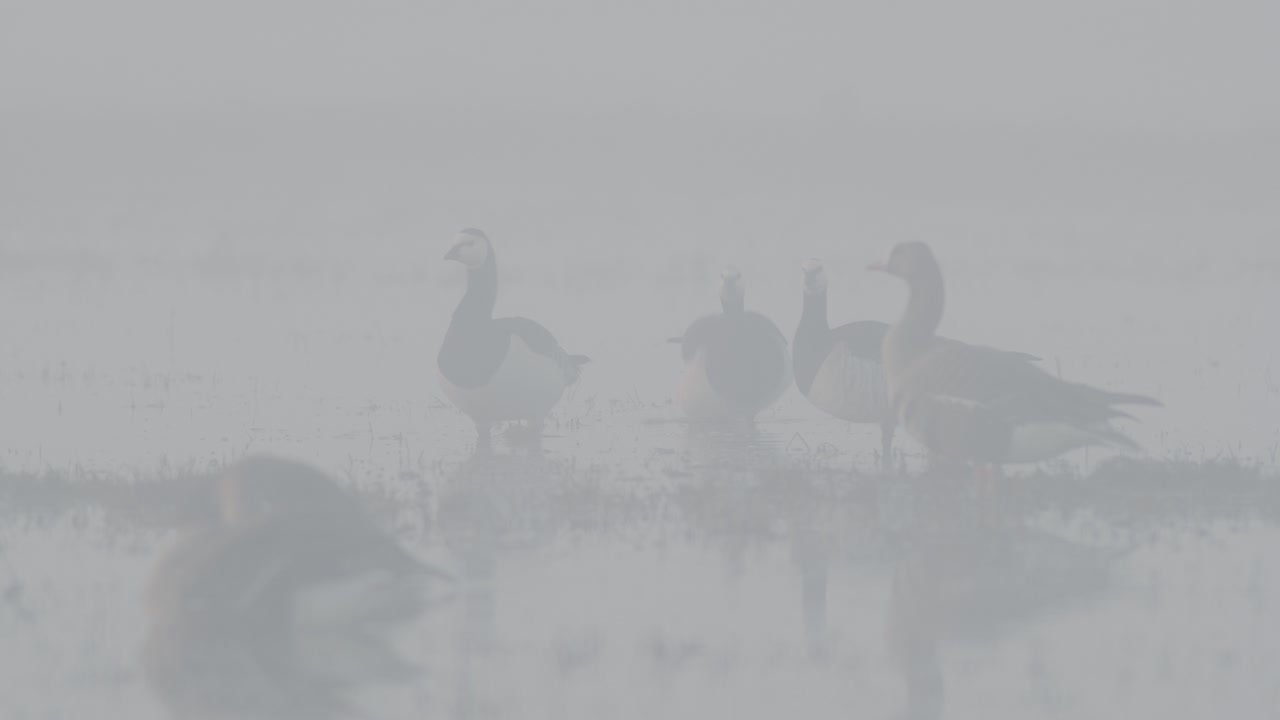 Bean goose in thick fog, mist in early spring morning