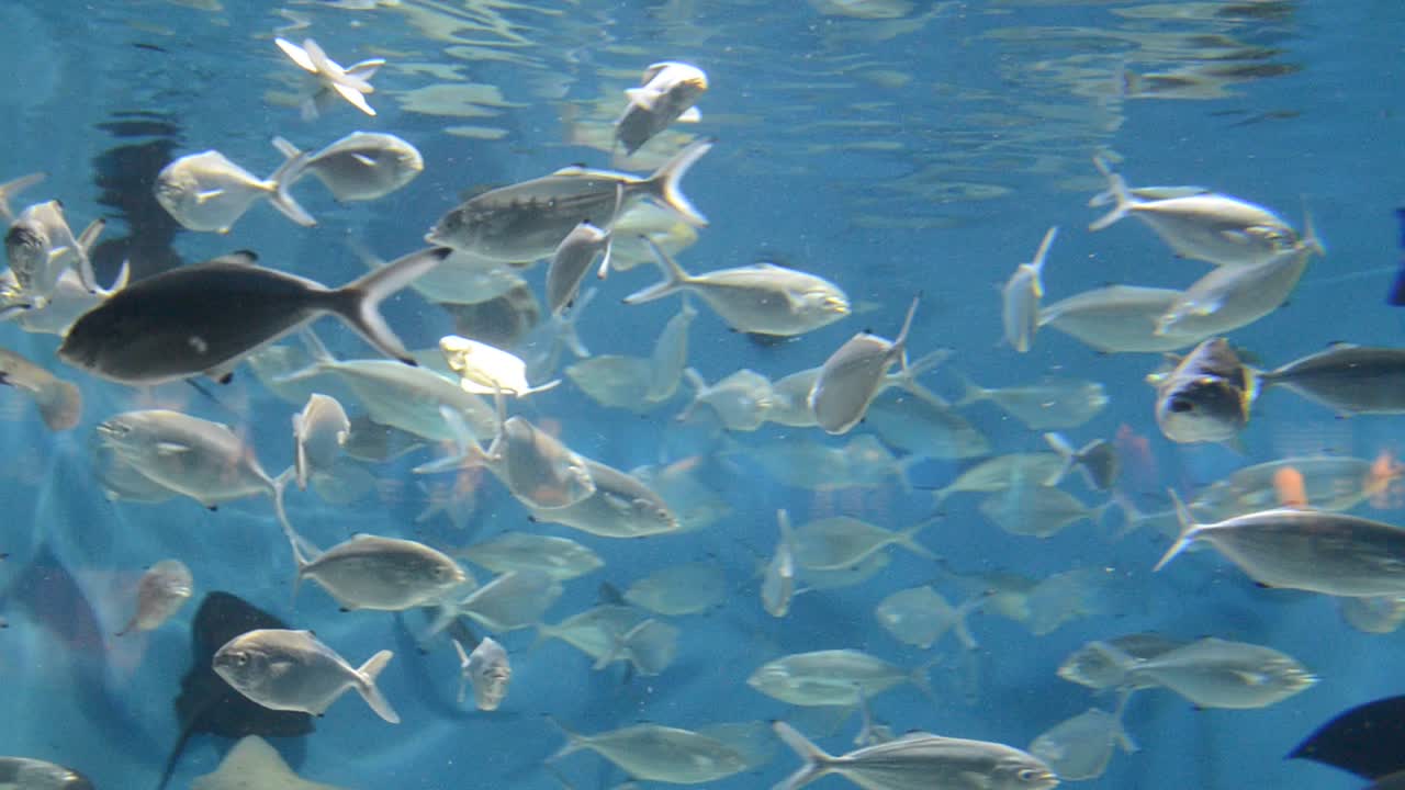 スペイン - バルセロナ水族館