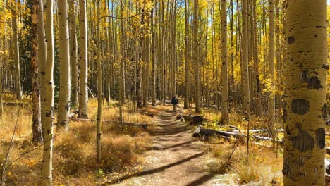 hiking through the aspen trees in fall