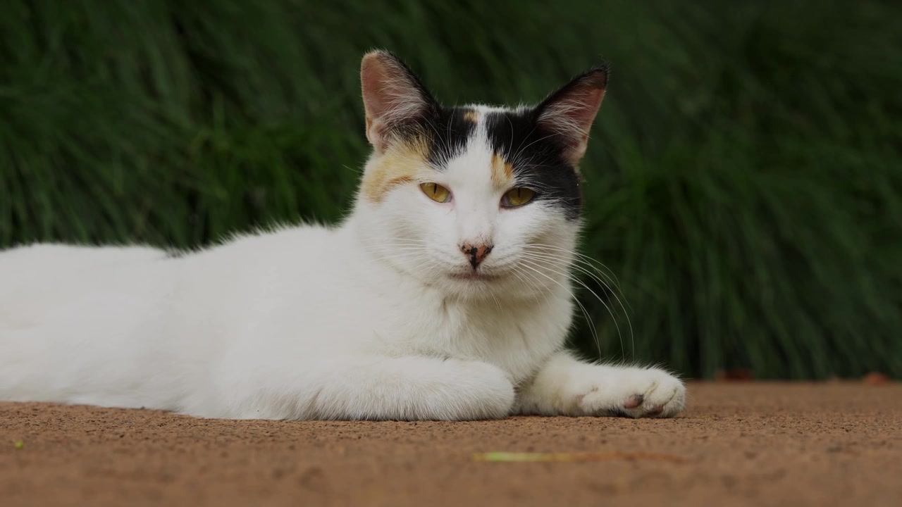 Felino adulto sdraiato sul sentiero pedonale al Parco Shangahi Yanzhong (4k25p).