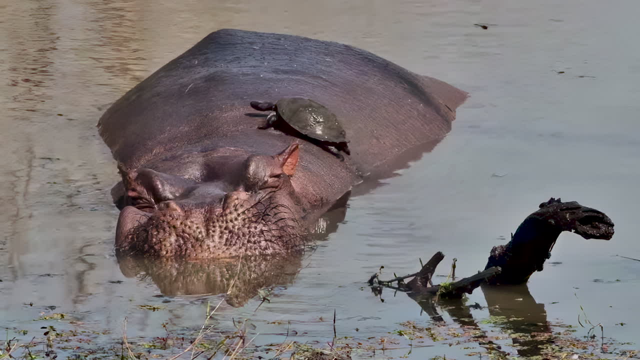 A funny terrapin rests on the head of a huge hippopotamus in a muddy pond