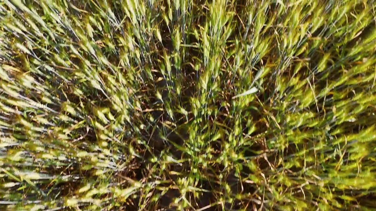 Ripresa aerea con drone che sorvola un rigoglioso campo di cereali durante la luce dell'ora d'oro.