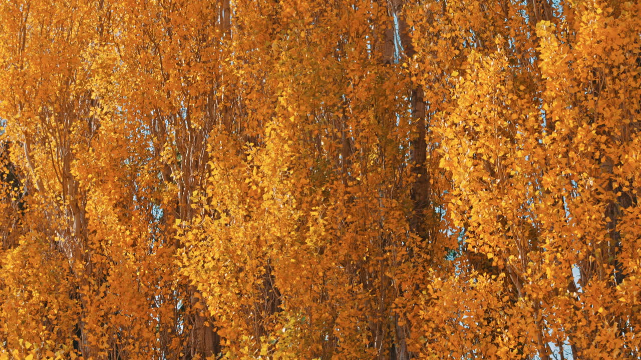 Alberi autunnali con foglie giallo dorato che ondeggiano nel vento