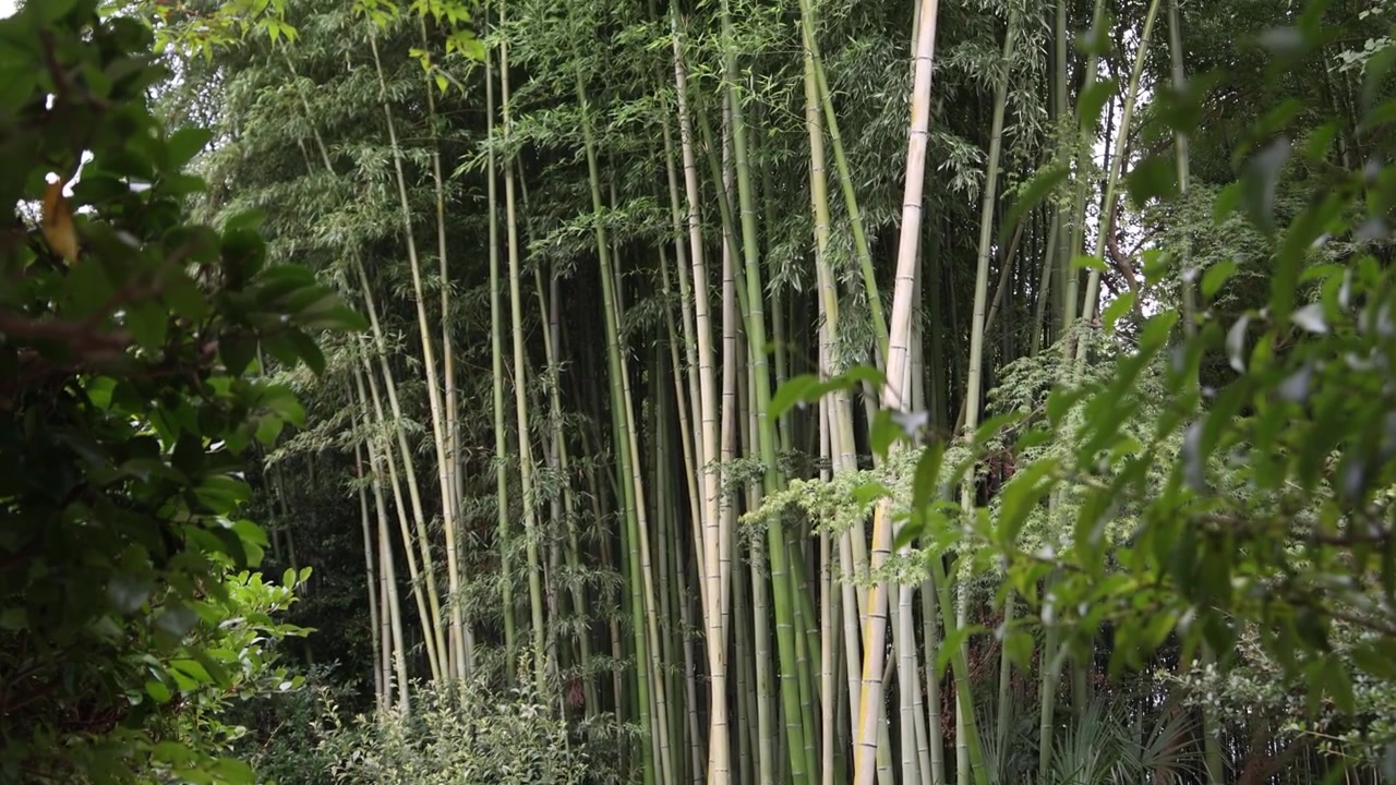 Bambù e fitta vegetazione si ergono attraverso i terreni boscosi di Ginkaku-ji, creando un ambiente naturale tranquillo all'interno dello storico complesso del tempio buddista Zen a Kyoto.