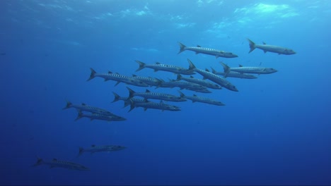 barracuda school cruising about in the crystal blue water