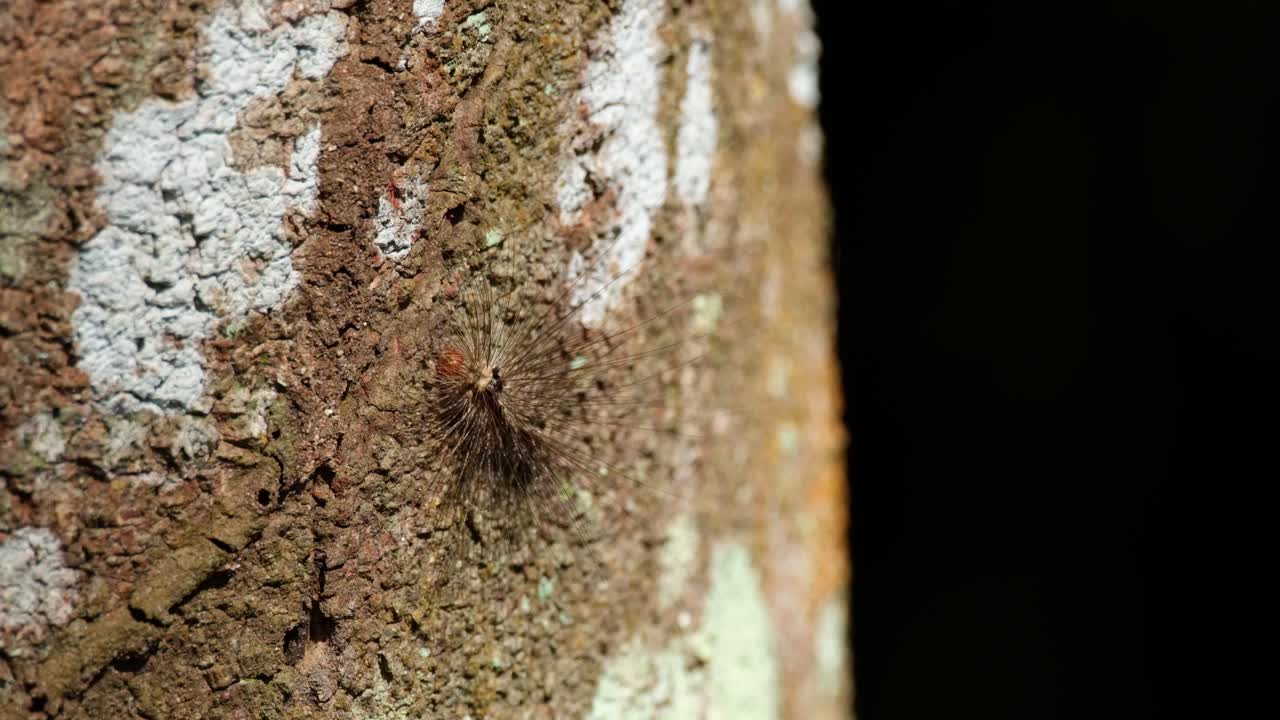una oruga en una corteza tomando el sol bajo el calor del sol de la tarde en lo profundo del bosque mientras se mueve una pequeña oruga peluda, tailandia