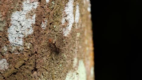 a caterpillar in on a bark basking under the heat of the afternoon sun deep into the forest as it moves a little, hairy caterpillar, thailand