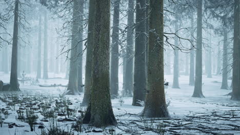 Winterwald-Im-Nebel