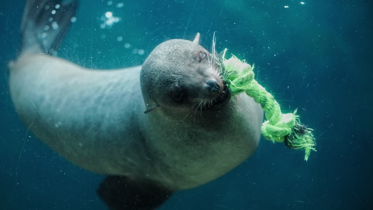 Una foca giocosa mastica una corda giocattolo e gira sott'acqua in modo giocoso, in cattività in uno zoo.