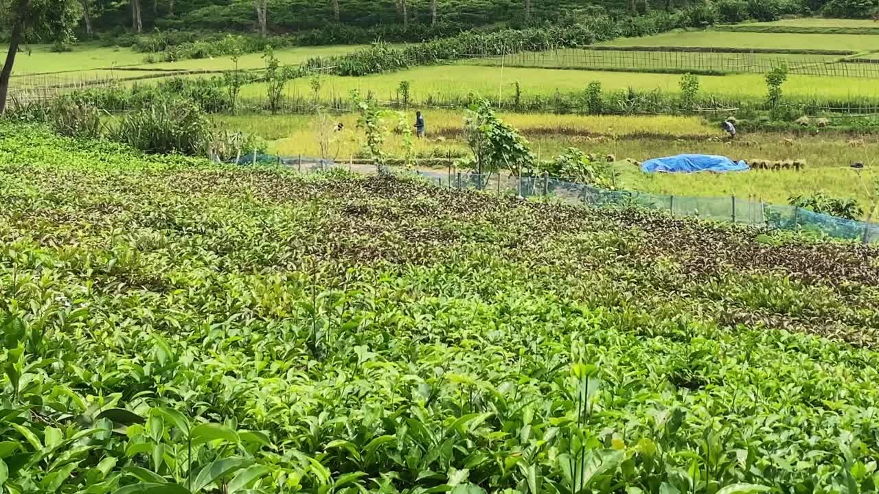 Tea garden agricultural landscape dairy farm land rural countryside Southeast Asia