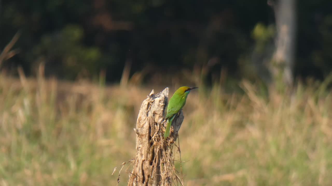 cazador de abejas mp4 uhd 4k
