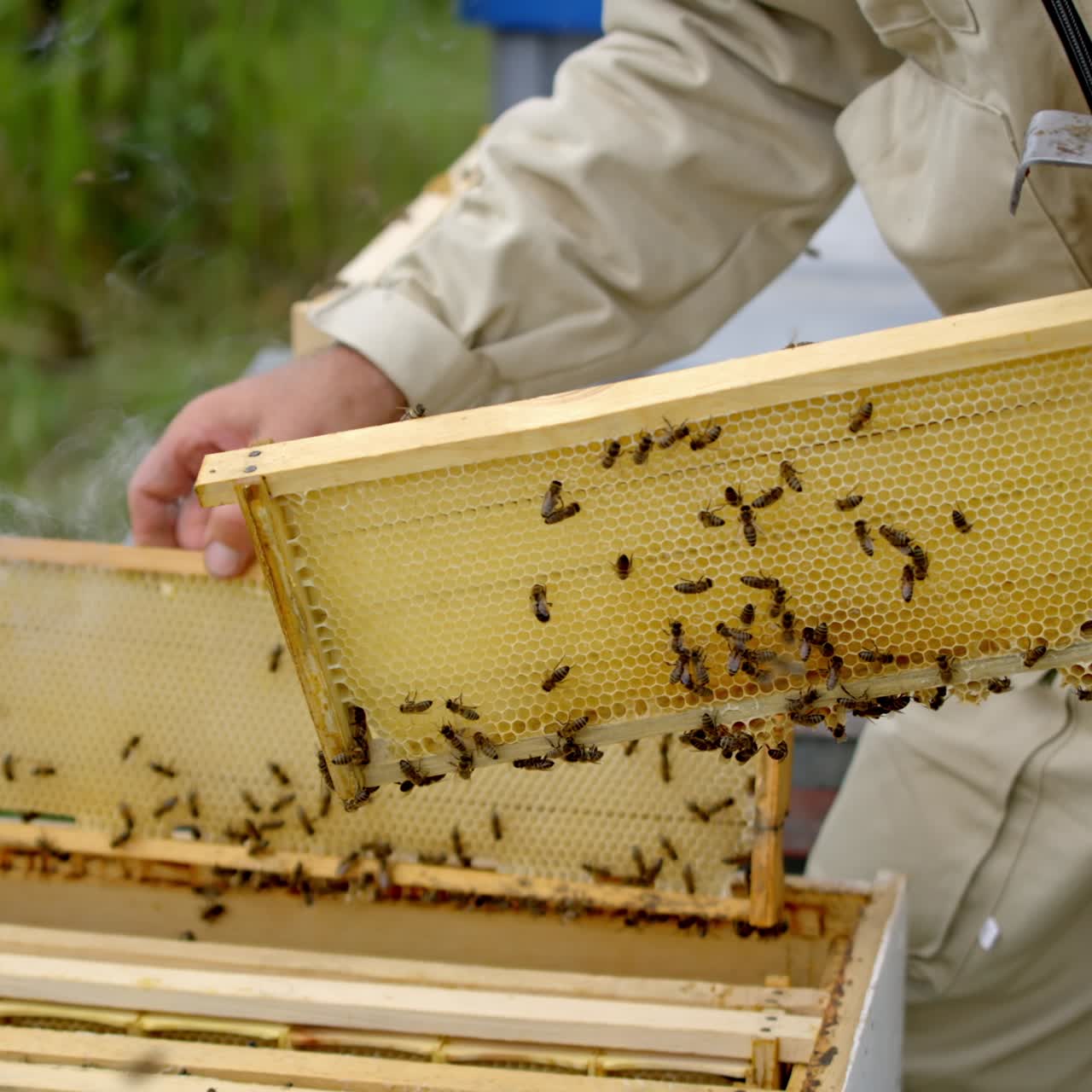 Beekeeper holding new frame with bees. Worker in suit examining bees in a beehive on the apiary. Removing excess honeycombs
