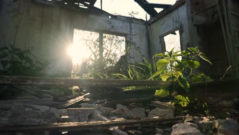 plant growing through the ruins of a destroyed house