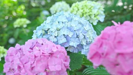 beautiful hydrangea in a park