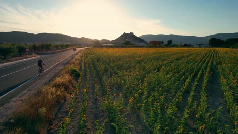 Radfahrer-Vorbei-An-Sonnenblumenfeldern-Bei-Sonnenuntergang-Mit-Bergen-Und-Einer-Burg