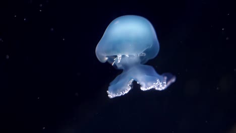la jalea manchada (mastigiasâ papua), la jalea de la laguna, la medusa dorada o las medusas papuanas