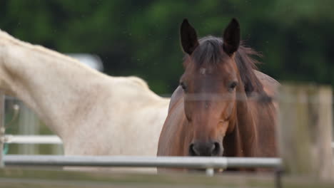 Two-horses,-one-white-and-one-chestnut,-interact-in-a-pasture,-showcasing-their-social-behavior-and-companionship