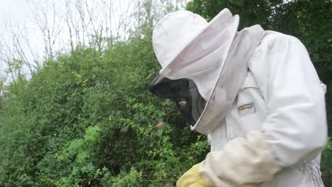 portrait of a apiarist checking a beehive, wearing a beekeeper suit for protection