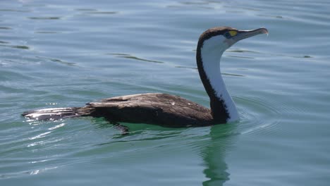 Australasian-pied-cormorant-swimming-in-the-ocean