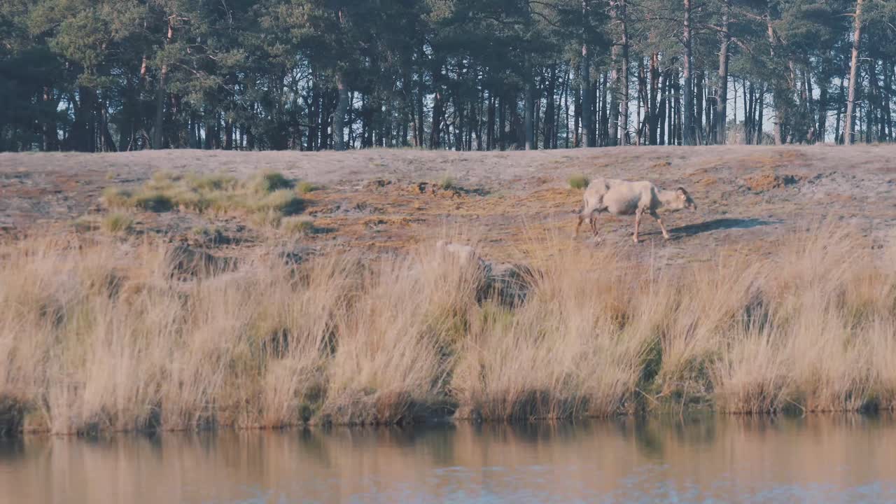 Lonely wild goat wanders land next to river, long shot